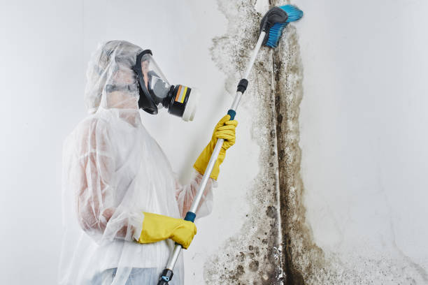 Best Black Mold Remediation in Temperance, MI