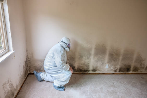 Best Bathroom Mold Remediation in Temperance, MI