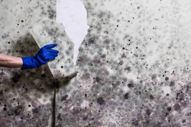 Best Mold Remediation for Specific Building Types in Temperance, MI