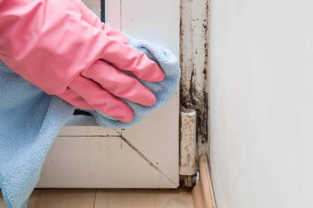 Best Residential Mold Remediation in Temperance, MI