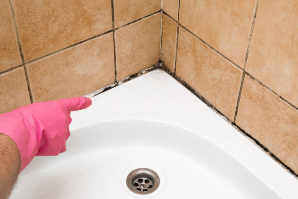 Best Post-Flood Mold Remediation in Temperance, MI